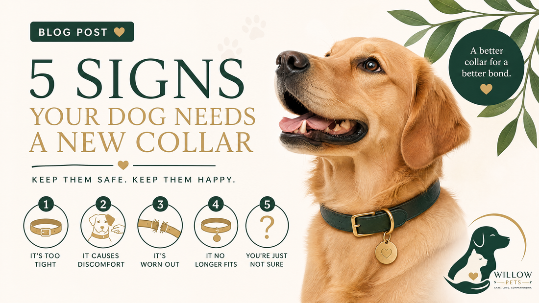 5 Signs Your Dog Needs a New Collar