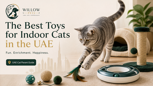 The Best Toys for Indoor Cats in the UAE